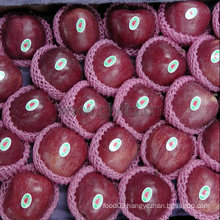 Chinese Dark Red Fresh Apple